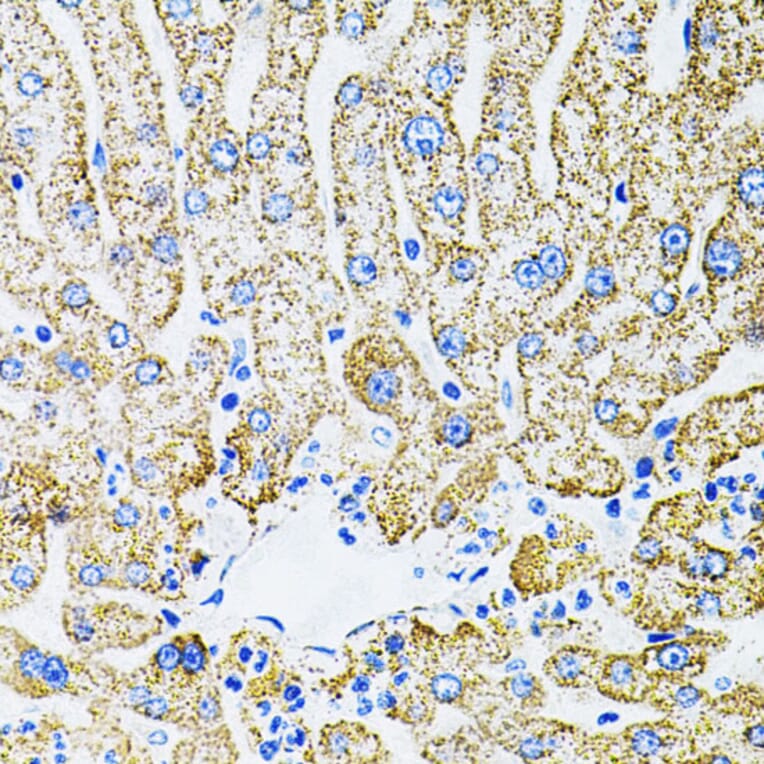 Immunohistochemistry - Anti-EPO Antibody (A14891) - Antibodies.com