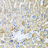 Immunohistochemistry - Anti-EPO Antibody (A14891) - Antibodies.com