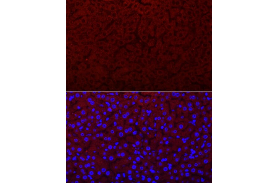 Immunofluorescence - Anti-EPO Antibody (A14891) - Antibodies.com