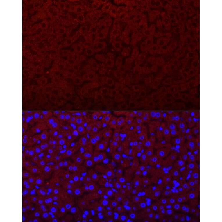Immunofluorescence - Anti-EPO Antibody (A14891) - Antibodies.com
