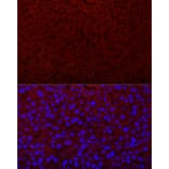 Immunofluorescence - Anti-EPO Antibody (A14891) - Antibodies.com