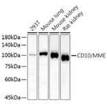 Western Blot - Anti-CD10 Antibody (A14892) - Antibodies.com