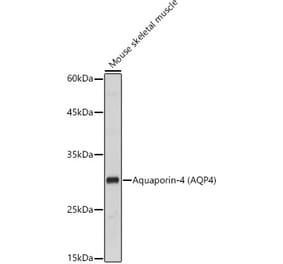 Western Blot - Anti-Aquaporin 4 Antibody (A14893) - Antibodies.com