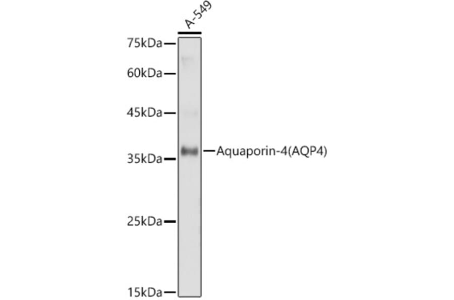 Western Blot - Anti-Aquaporin 4 Antibody (A14893) - Antibodies.com
