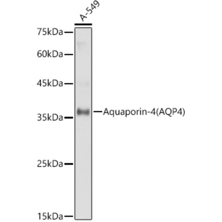 Western Blot - Anti-Aquaporin 4 Antibody (A14893) - Antibodies.com