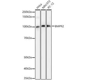 Western Blot - Anti-BMPR2 Antibody (A14894) - Antibodies.com