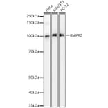 Western Blot - Anti-BMPR2 Antibody (A14894) - Antibodies.com