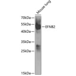 Western Blot - Anti-EFNB2 Antibody (A5669) - Antibodies.com