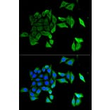 Immunofluorescence - Anti-EFNB2 Antibody (A5669) - Antibodies.com
