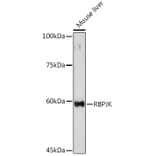 Western Blot - Anti-RBPJK Antibody (A14898) - Antibodies.com