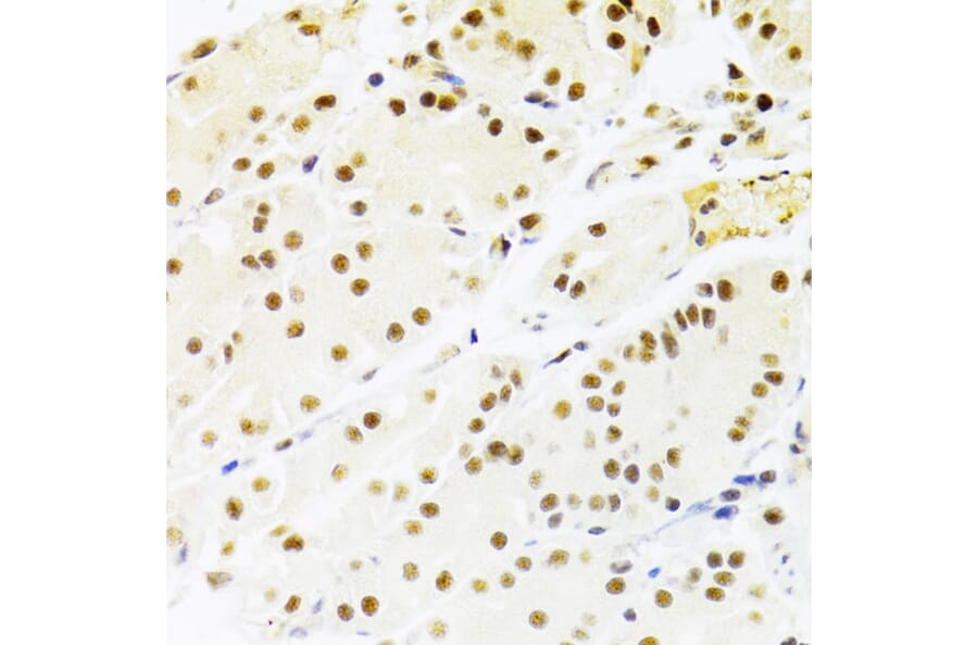 Immunohistochemistry - Anti-RBPJK Antibody (A14898) - Antibodies.com