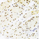 Immunohistochemistry - Anti-RBPJK Antibody (A14898) - Antibodies.com