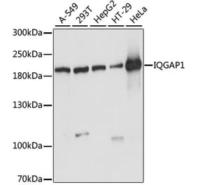 Western Blot - Anti-IQGAP1 Antibody (A14902) - Antibodies.com