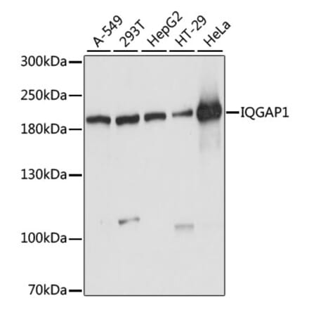 Western Blot - Anti-IQGAP1 Antibody (A14902) - Antibodies.com