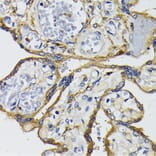 Immunohistochemistry - Anti-IQGAP1 Antibody (A14902) - Antibodies.com