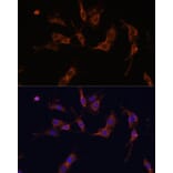 Immunofluorescence - Anti-IQGAP1 Antibody (A14902) - Antibodies.com