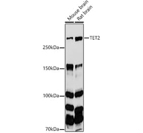 Western Blot - Anti-Tet2 Antibody (A14903) - Antibodies.com