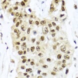 Immunohistochemistry - Anti-Tet2 Antibody (A14903) - Antibodies.com