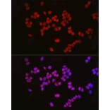 Immunofluorescence - Anti-Tet2 Antibody (A14903) - Antibodies.com