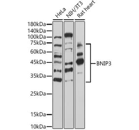 Western Blot - Anti-BNIP3 Antibody (A14904) - Antibodies.com