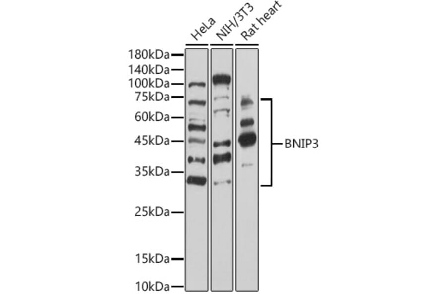 Western Blot - Anti-BNIP3 Antibody (A14904) - Antibodies.com