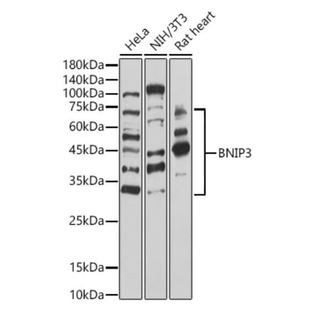Western Blot - Anti-BNIP3 Antibody (A14904) - Antibodies.com