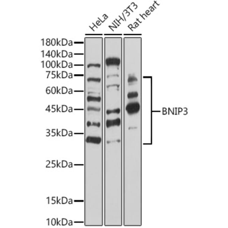 Western Blot - Anti-BNIP3 Antibody (A14904) - Antibodies.com