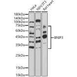 Western Blot - Anti-BNIP3 Antibody (A14904) - Antibodies.com