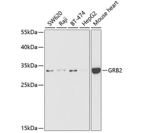 Western Blot - Anti-GRB2 Antibody (A14908) - Antibodies.com