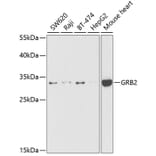 Western Blot - Anti-GRB2 Antibody (A14908) - Antibodies.com