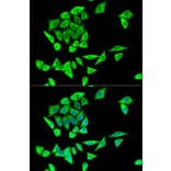 Immunofluorescence - Anti-GRB2 Antibody (A14908) - Antibodies.com