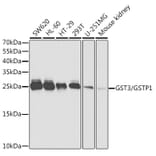 Western Blot - Anti-GST3/GST pi Antibody (A14910) - Antibodies.com