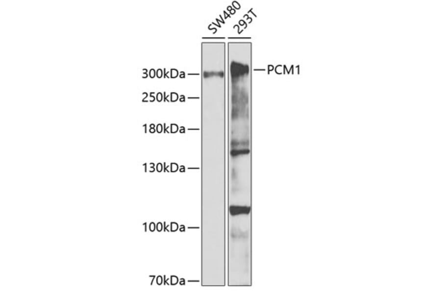Western Blot - Anti-PCM1 Antibody (A5696) - Antibodies.com