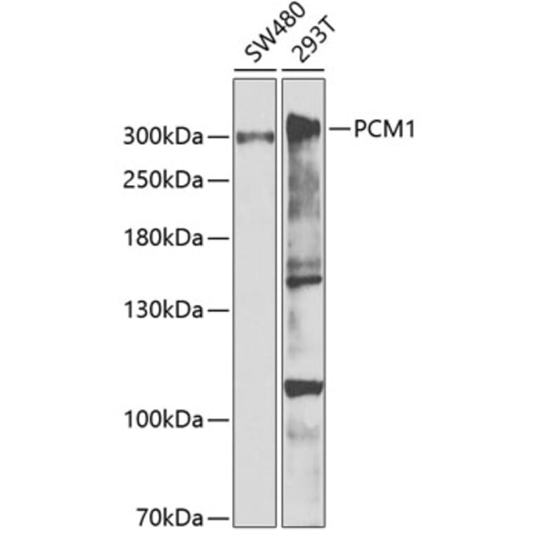 Western Blot - Anti-PCM1 Antibody (A5696) - Antibodies.com