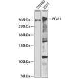 Western Blot - Anti-PCM1 Antibody (A5696) - Antibodies.com