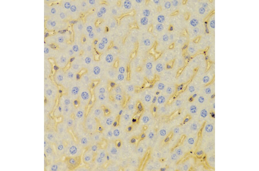 Immunohistochemistry - Anti-PCM1 Antibody (A5696) - Antibodies.com