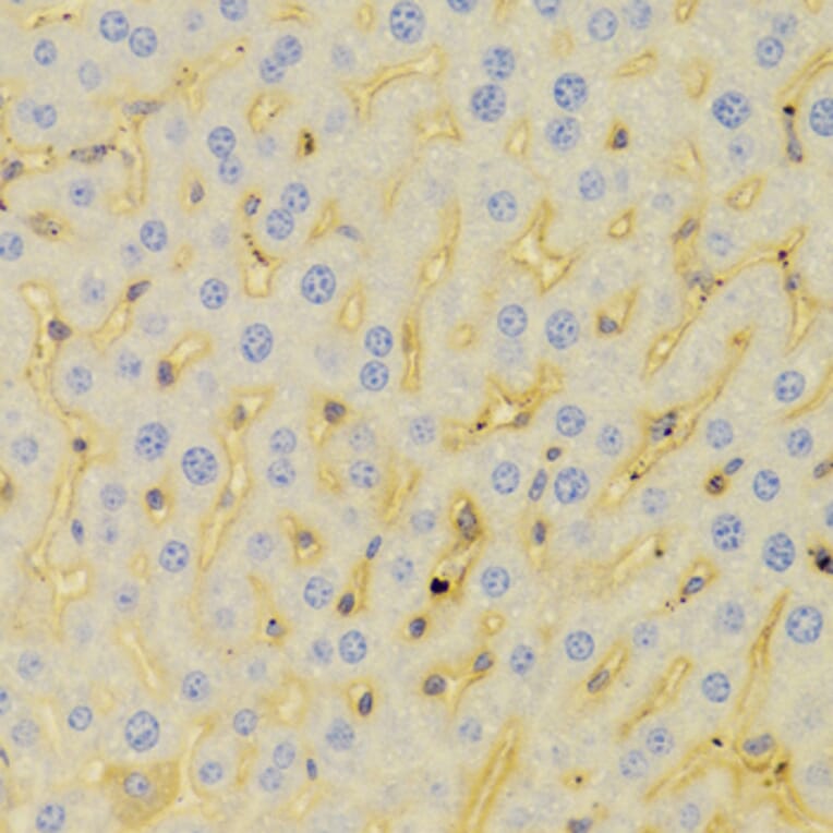 Immunohistochemistry - Anti-PCM1 Antibody (A5696) - Antibodies.com