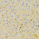 Immunohistochemistry - Anti-PCM1 Antibody (A5696) - Antibodies.com