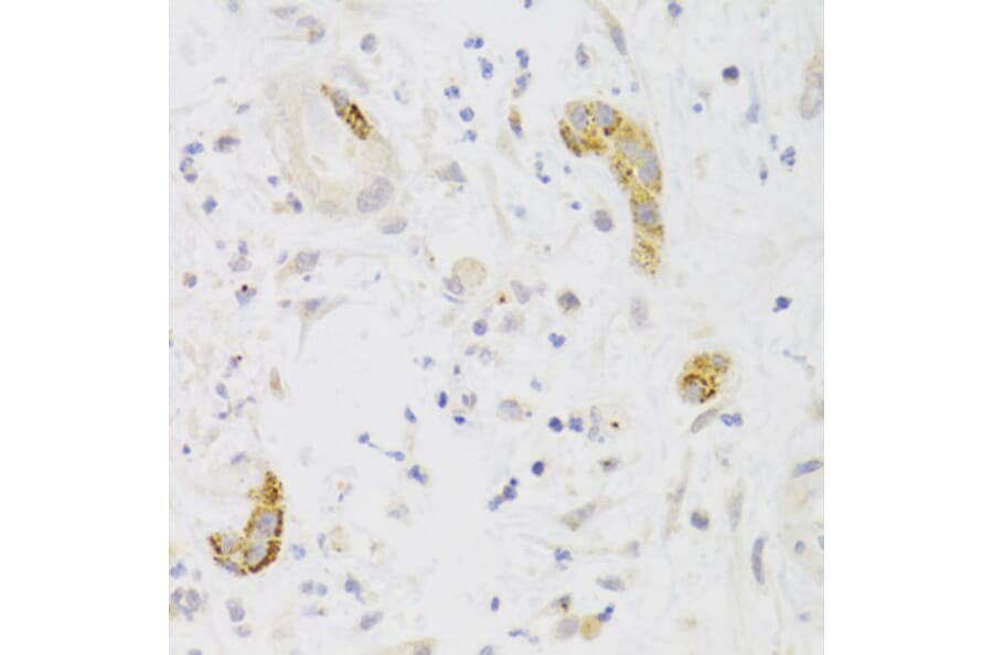 Immunohistochemistry - Anti-PCM1 Antibody (A5696) - Antibodies.com