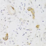 Immunohistochemistry - Anti-PCM1 Antibody (A5696) - Antibodies.com