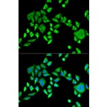 Immunofluorescence - Anti-SH3GL2 Antibody (A14919) - Antibodies.com