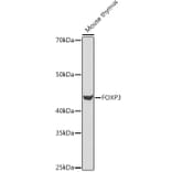 Western Blot - Anti-FOXP3 Antibody (A14923) - Antibodies.com