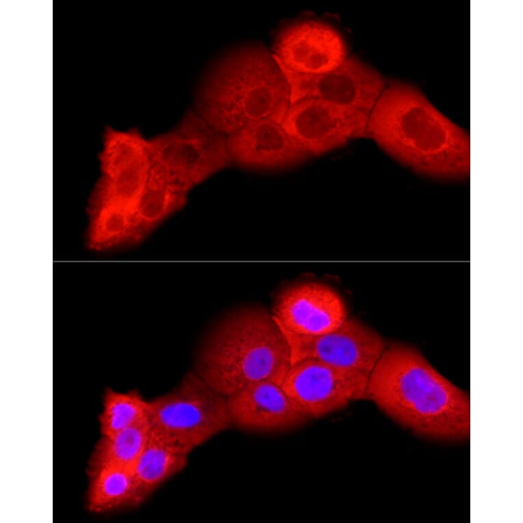 Immunofluorescence - Anti-VEGFA Antibody (A14925) - Antibodies.com