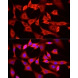 Immunofluorescence - Anti-VEGFA Antibody (A14925) - Antibodies.com