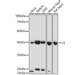 Western Blot - Anti-Citrate synthetase Antibody (A14927) - Antibodies.com