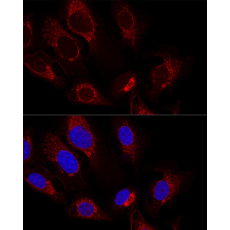 Immunofluorescence - Anti-Citrate synthetase Antibody (A14927) - Antibodies.com