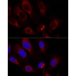 Immunofluorescence - Anti-Citrate synthetase Antibody (A14927) - Antibodies.com