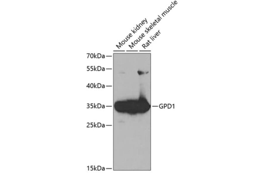 Western Blot - Anti-Glycerol 3 Phosphate Dehydrogenase Antibody (A14929) - Antibodies.com