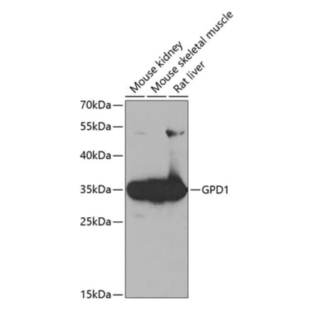 Western Blot - Anti-Glycerol 3 Phosphate Dehydrogenase Antibody (A14929) - Antibodies.com