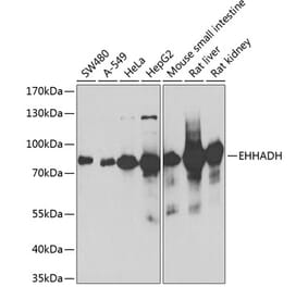 Western Blot - Anti-EHHADH Antibody (A14931) - Antibodies.com